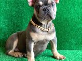 Fluffy Taşiyicili Dna Raporlu Erkek Li̇lac Tan French Bulldog