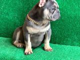 Fluffy Taşiyicili Dna Raporlu Erkek Li̇lac Tan French Bulldog