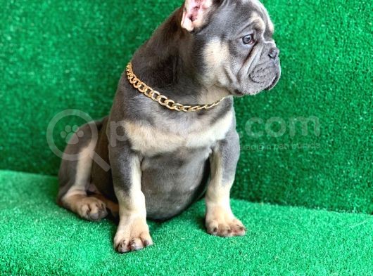 Fluffy Taşiyicili Dna Raporlu Erkek Li̇lac Tan French Bulldog görsel
