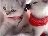 Pamuk Şekerler 2 Aylık British Shorthair