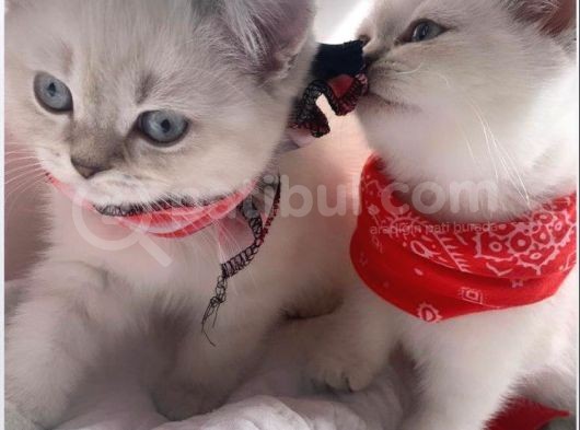 Pamuk Şekerler 2 Aylık British Shorthair görsel