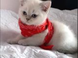 Pamuk Şekerler 2 Aylık British Shorthair