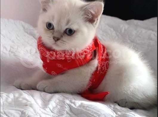 Pamuk Şekerler 2 Aylık British Shorthair