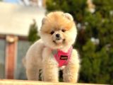 Ayicik Surat Pomeranian Boo Yavrularimiz