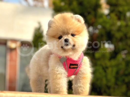 Ayicik Surat Pomeranian Boo Yavrularimiz görsel