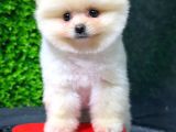 Safkan Pomeranian Boo