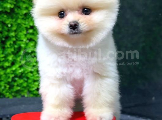 Safkan Pomeranian Boo görsel
