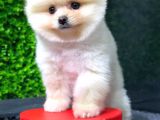 Safkan Pomeranian Boo