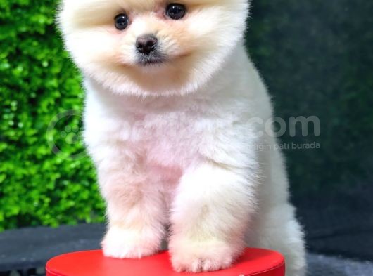 Safkan Pomeranian Boo