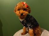 Orji̇nal Toy Poodle Yavrular