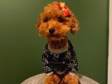 Orji̇nal Toy Poodle Yavrular