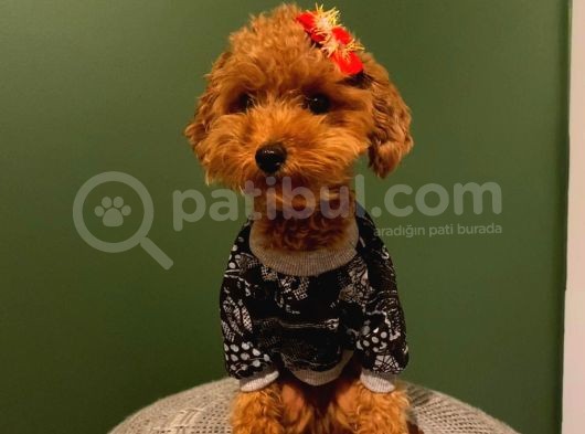 Orji̇nal Toy Poodle Yavrular görsel