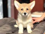 Turkiyede Tek Disi Erkek Corgi Bebekler