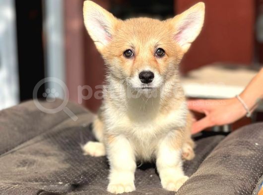 Turkiyede Tek Disi Erkek Corgi Bebekler görsel