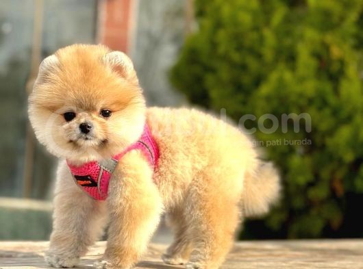 Ayicik Surat Pomeranian Boo Yavrularimiz