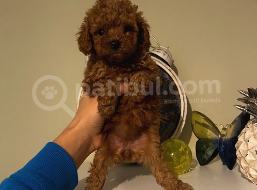 İnstagram Fenomeni Karamel’in Bebişleriiii görsel