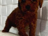 Orji̇nal Toy Poodle Yavrular