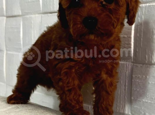 Orji̇nal Toy Poodle Yavrular görsel