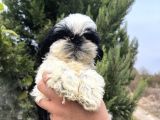 Sıfır Burun Biblo Gibi Shih Tzu