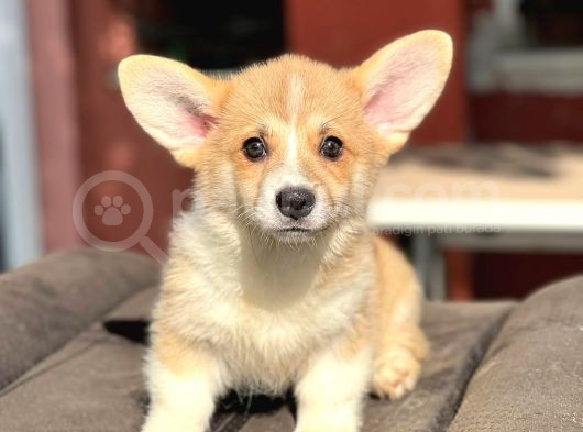 Turkiyede Tek Disi Erkek Corgi Bebekler görsel