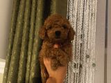 Sağlık Ve Ömür Boyu Irk Garantili Poodle Yavrularımız