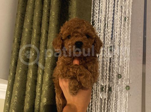 Sağlık Ve Ömür Boyu Irk Garantili Poodle Yavrularımız görsel
