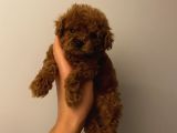 İnstagram Fenomeni Karamel’in Bebişleriiii