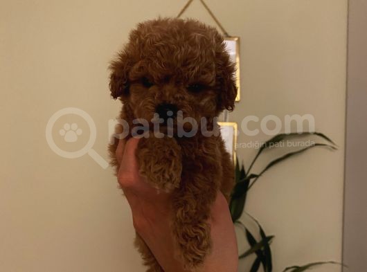Sağlık Ve Ömür Boyu Irk Garantili Poodle Yavrularımız görsel