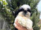 Sıfır Burun Biblo Gibi Shih Tzu