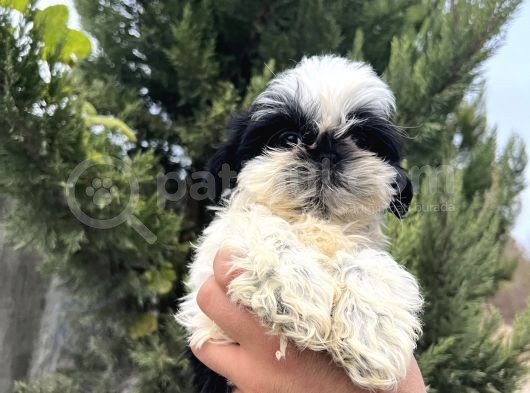 Sıfır Burun Biblo Gibi Shih Tzu görsel