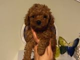 Sağlık Ve Ömür Boyu Irk Garantili Poodle Yavrularımız