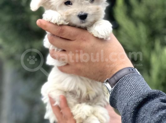 Morkie Bebeğim görsel