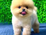 Safkan Pomeranian Boo