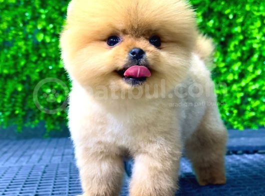 Safkan Pomeranian Boo görsel
