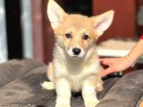 Turkiyede Tek Disi Erkek Corgi Bebekler