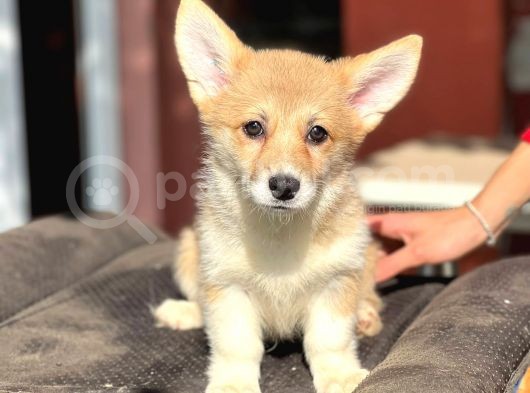 Turkiyede Tek Disi Erkek Corgi Bebekler görsel