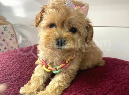 Mini Boy Maltipoo Yavrularimiz görsel