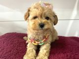 Mini Boy Maltipoo Yavrularimiz