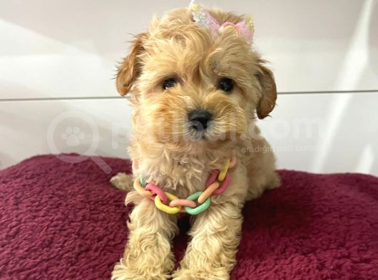 Mini Boy Maltipoo Yavrularimiz