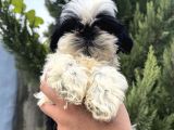Sıfır Burun Biblo Gibi Shih Tzu