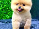 Safkan Pomeranian Boo