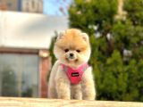 Ayicik Surat Pomeranian Boo Yavrularimiz