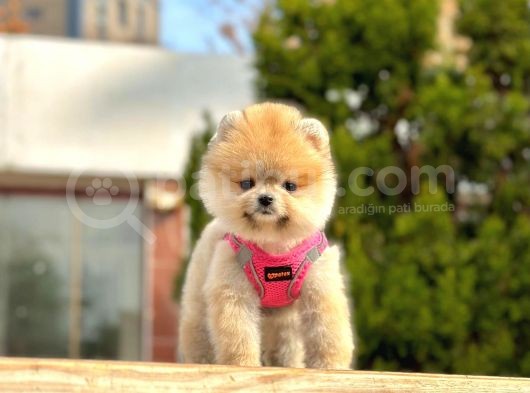 Ayicik Surat Pomeranian Boo Yavrularimiz görsel