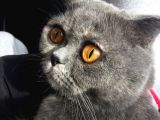 Scottish Fold Kızımıza Aci̇l Yuva Arıyoruz