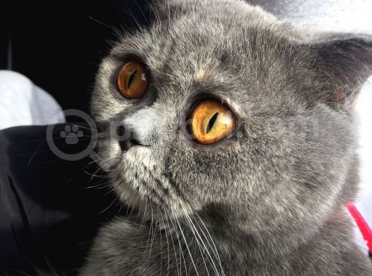 Scottish Fold Kızımıza Aci̇l Yuva Arıyoruz görsel