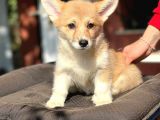 Turkiyede Tek Disi Erkek Corgi Bebekler
