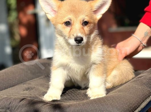 Turkiyede Tek Disi Erkek Corgi Bebekler görsel