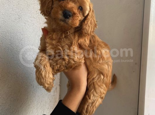 İnstagram Fenomeni Karamel’in Bebekleriiii görsel