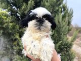 Sıfır Burun Biblo Gibi Shih Tzu