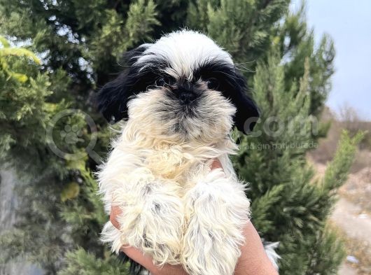Sıfır Burun Biblo Gibi Shih Tzu görsel